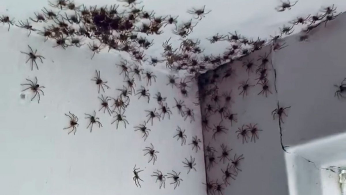 Нашествие пауков в Австралии