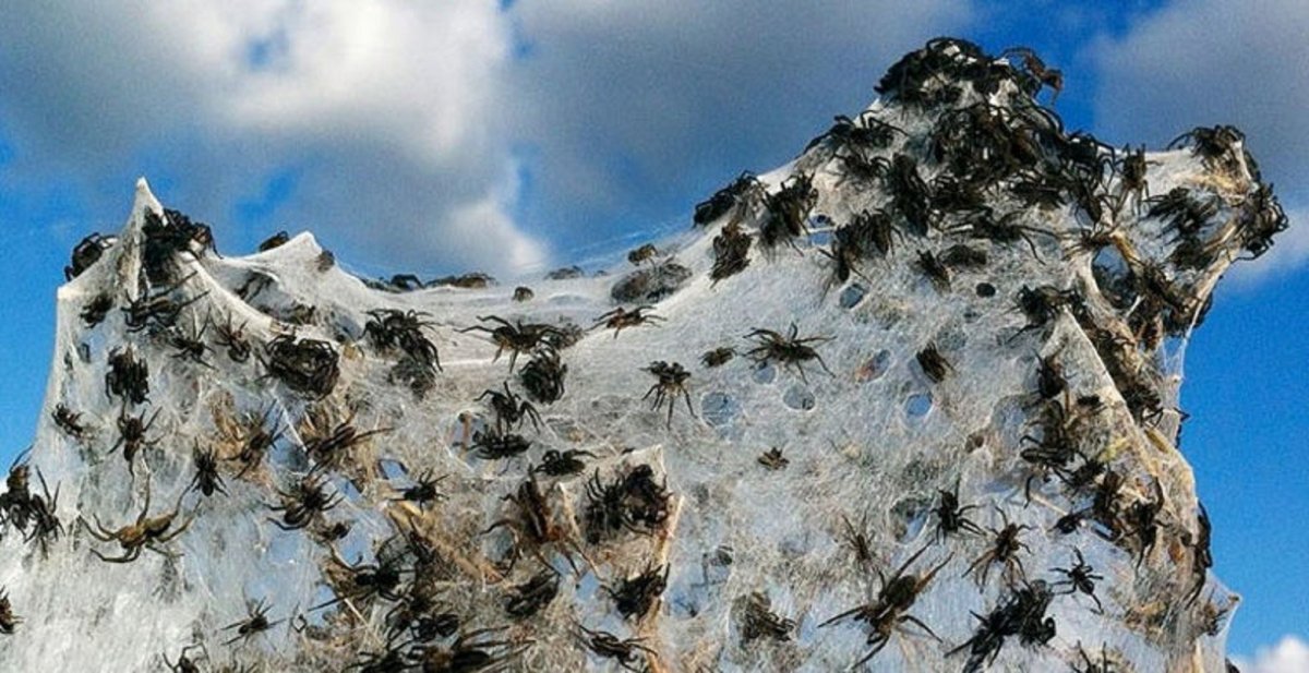 Паучий сезон в Австралии