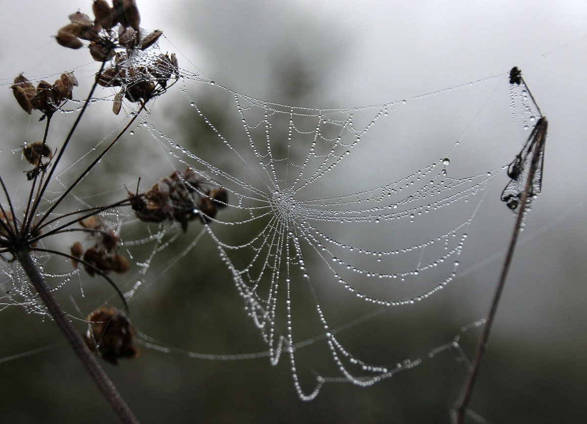 Паук и Муха