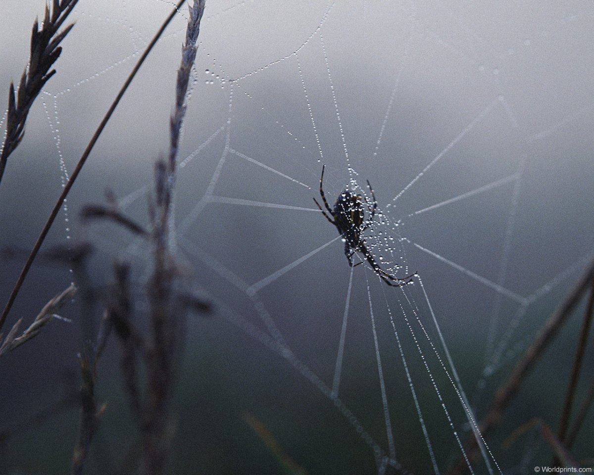 Паук на паутине в дождь
