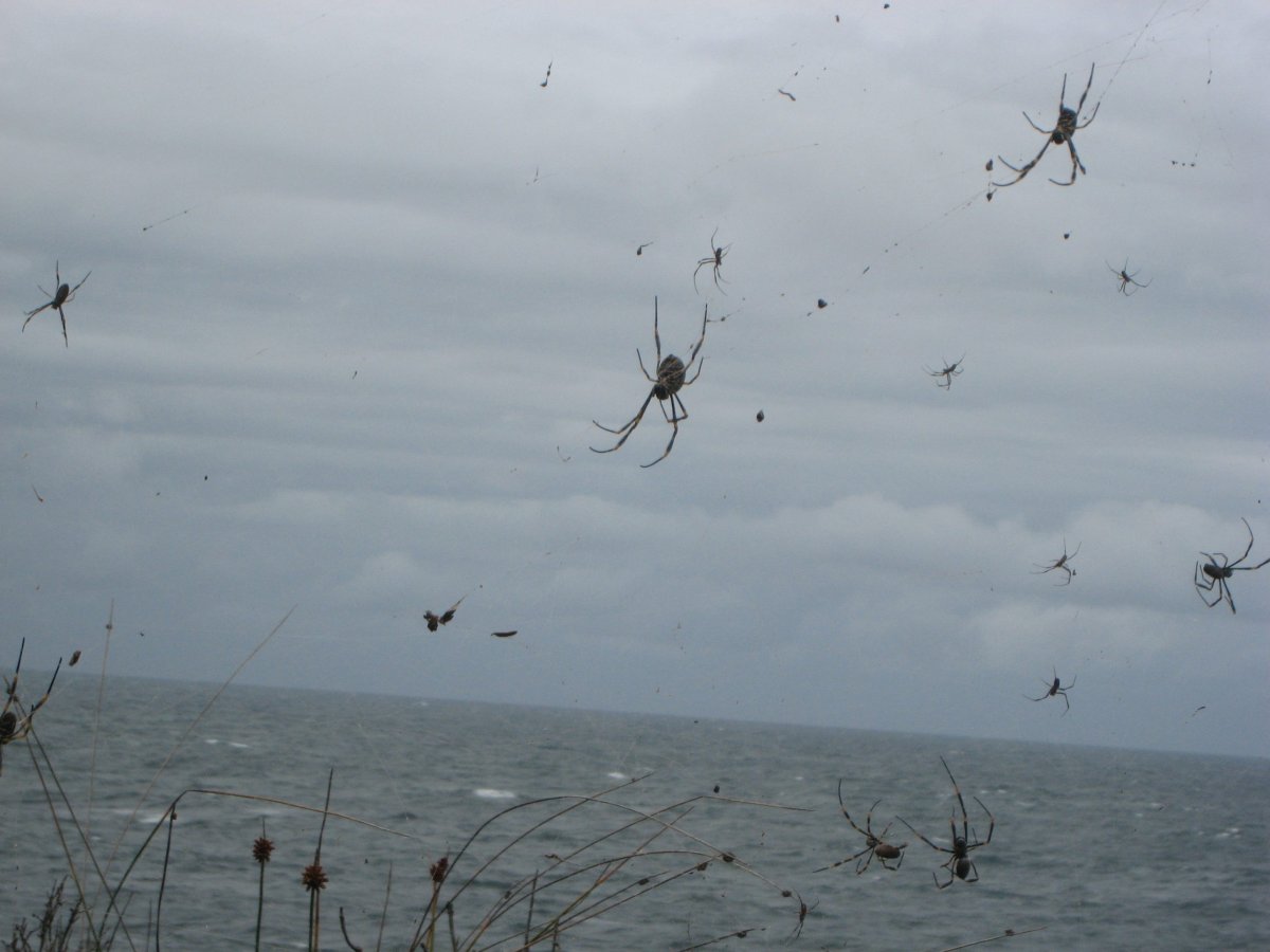 Летающие пауки в Австралии