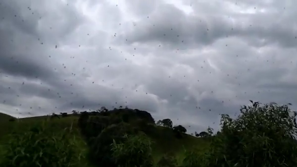 Дождь из пауков в Австралии 2007