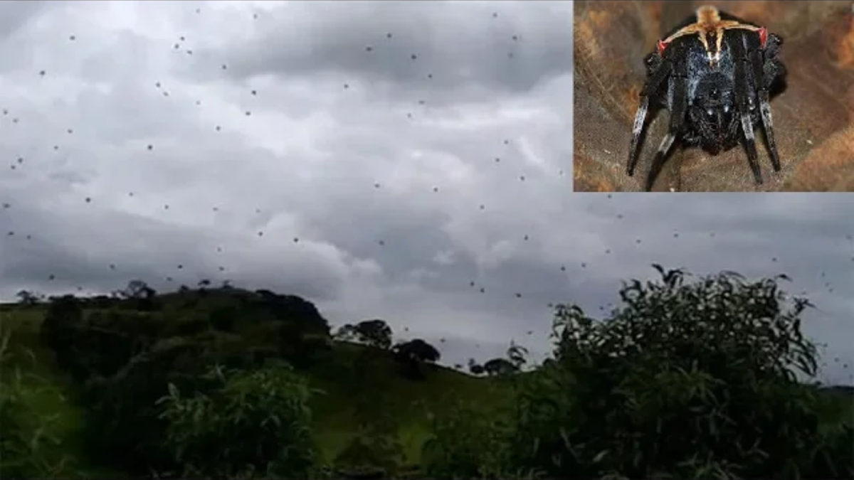 Нашествие пауков в Бразилии