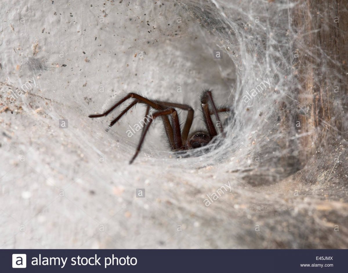 Миграция пауков в Австралии