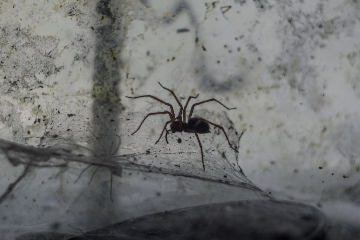 Расселение пауков