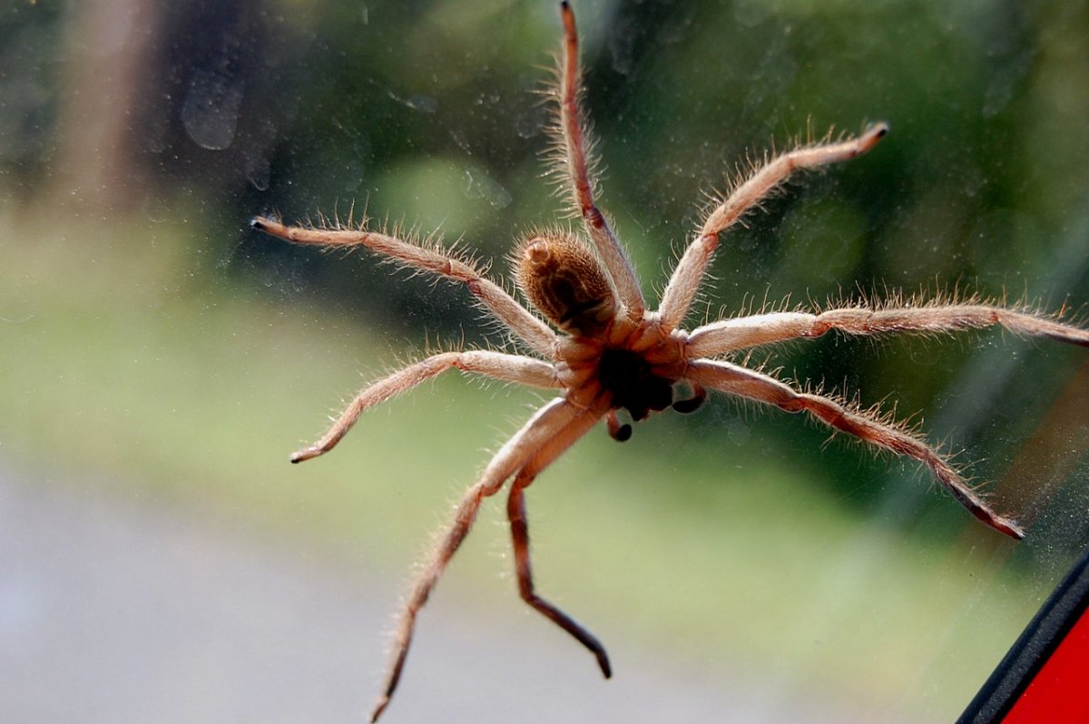 Паук Хантсмен Австралии