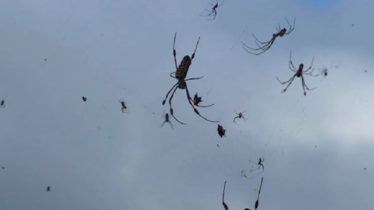 6 Апреля 2007 дождь из пауков