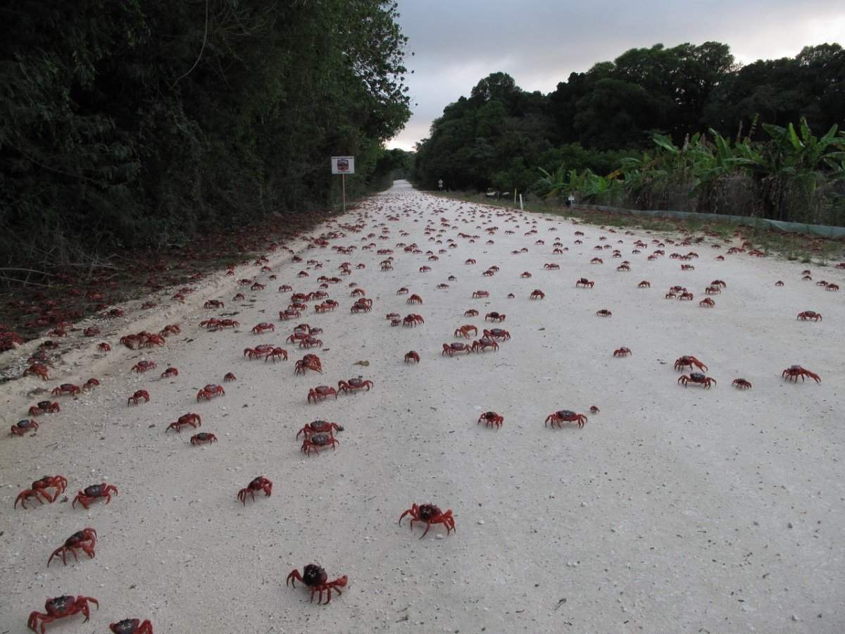 Миграция красных крабов в Австралии