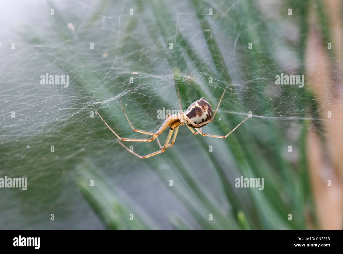 Нашествие пауков в Австралии 2021
