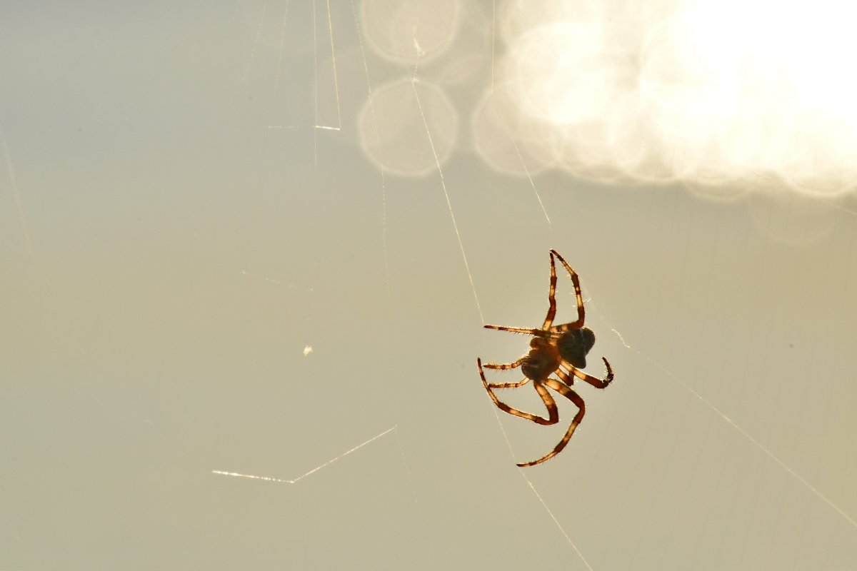 Паучок висит