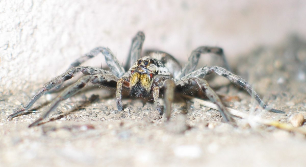 Каракурт Южнорусский Тарантул