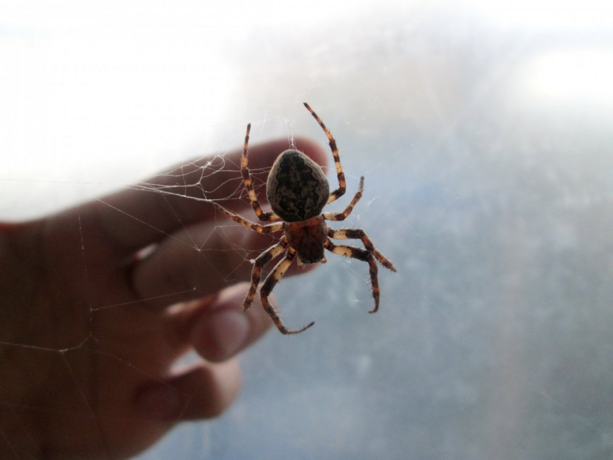 Паук кругопряд Larinioides ixobolus