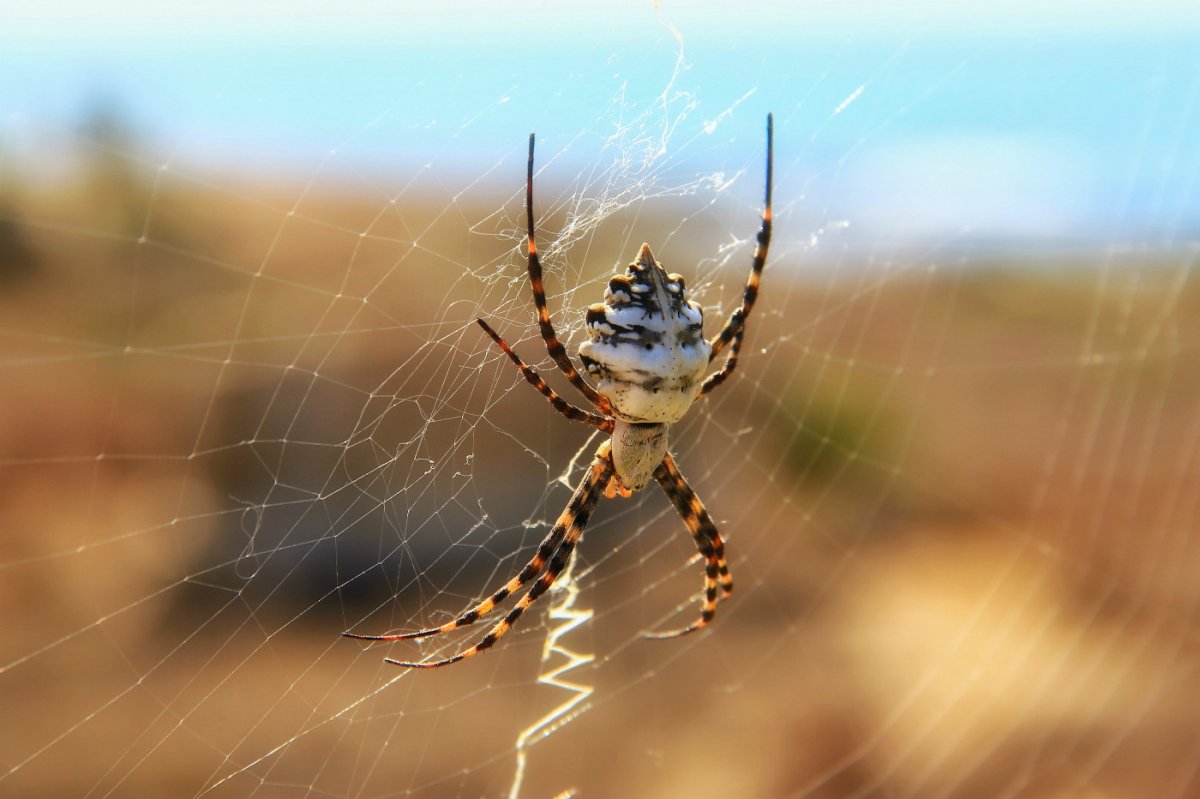 Паук пчелоед