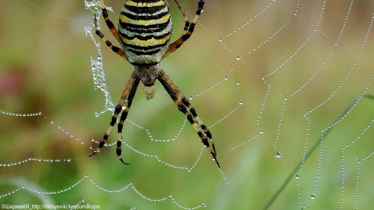 Паук Аргиопа