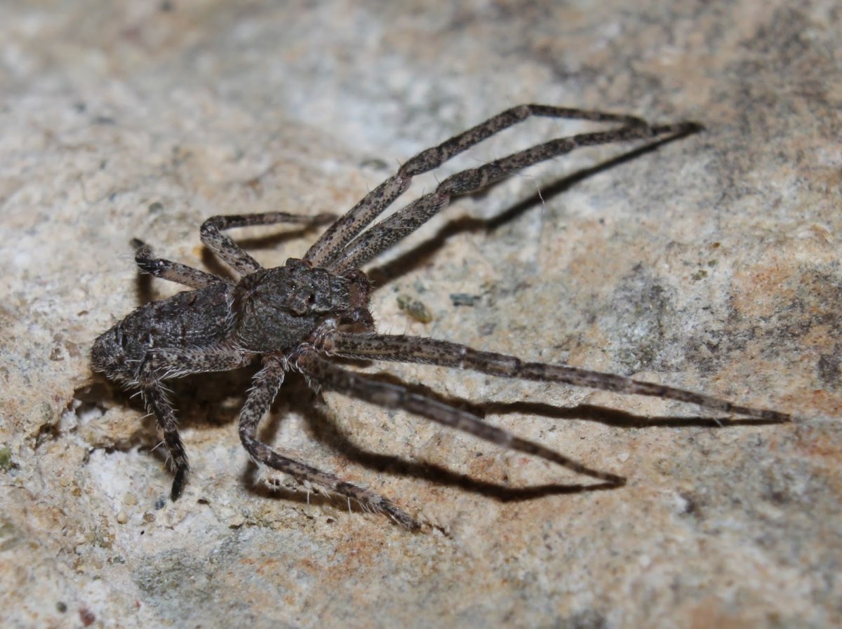 Ядовитые пауки Кипра