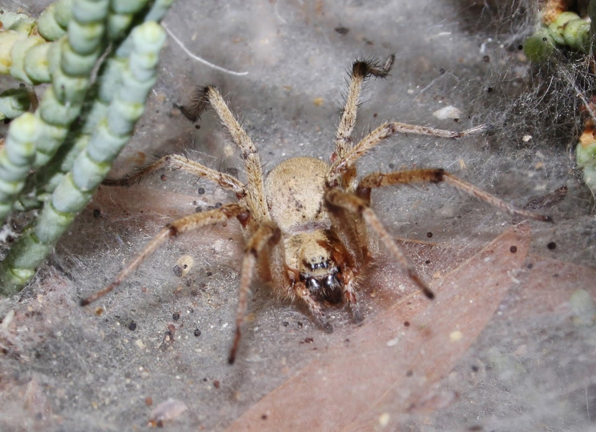 Ядовитые пауки Кипра