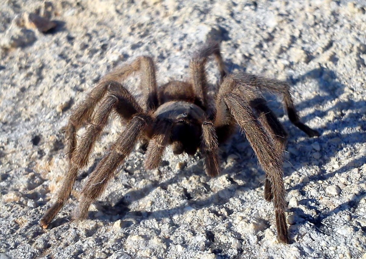 Кипрский Тарантул