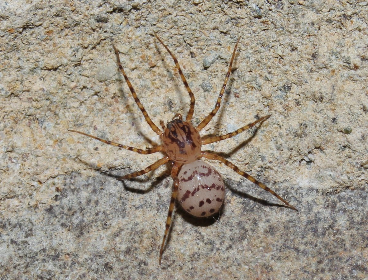 Scytodes thoracica