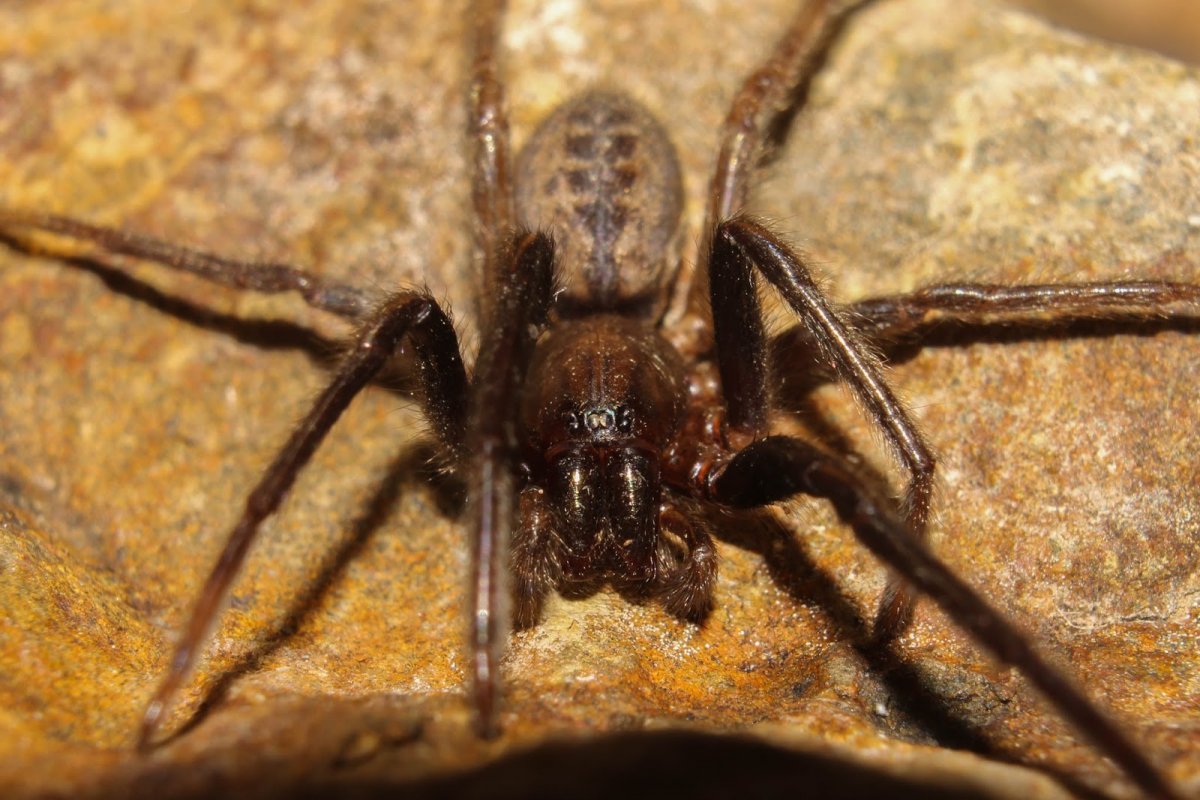 Большие пауки на Кипре