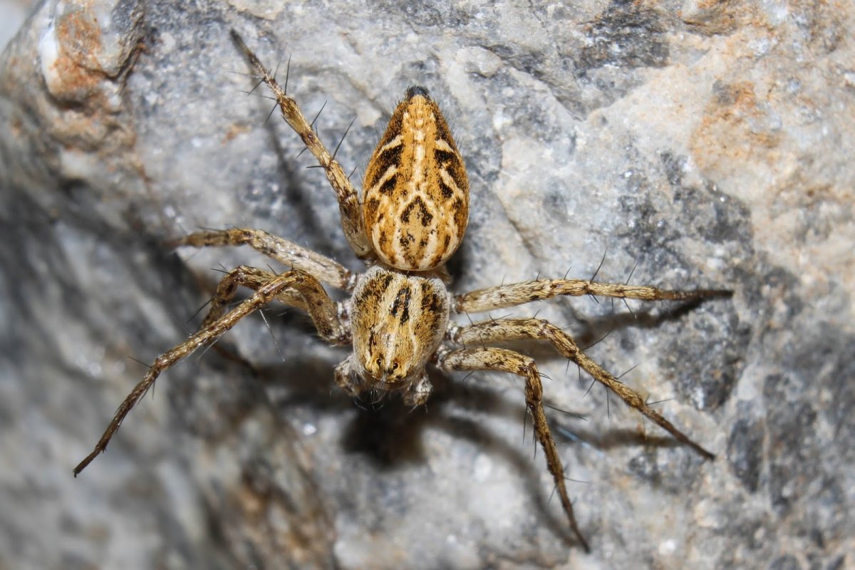 Пауки обитающие в Абхазии