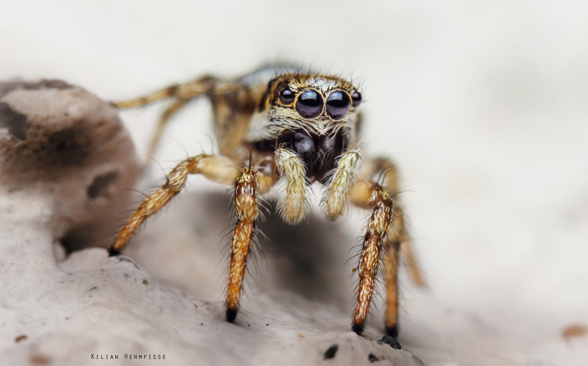 Hogna Radiata паук