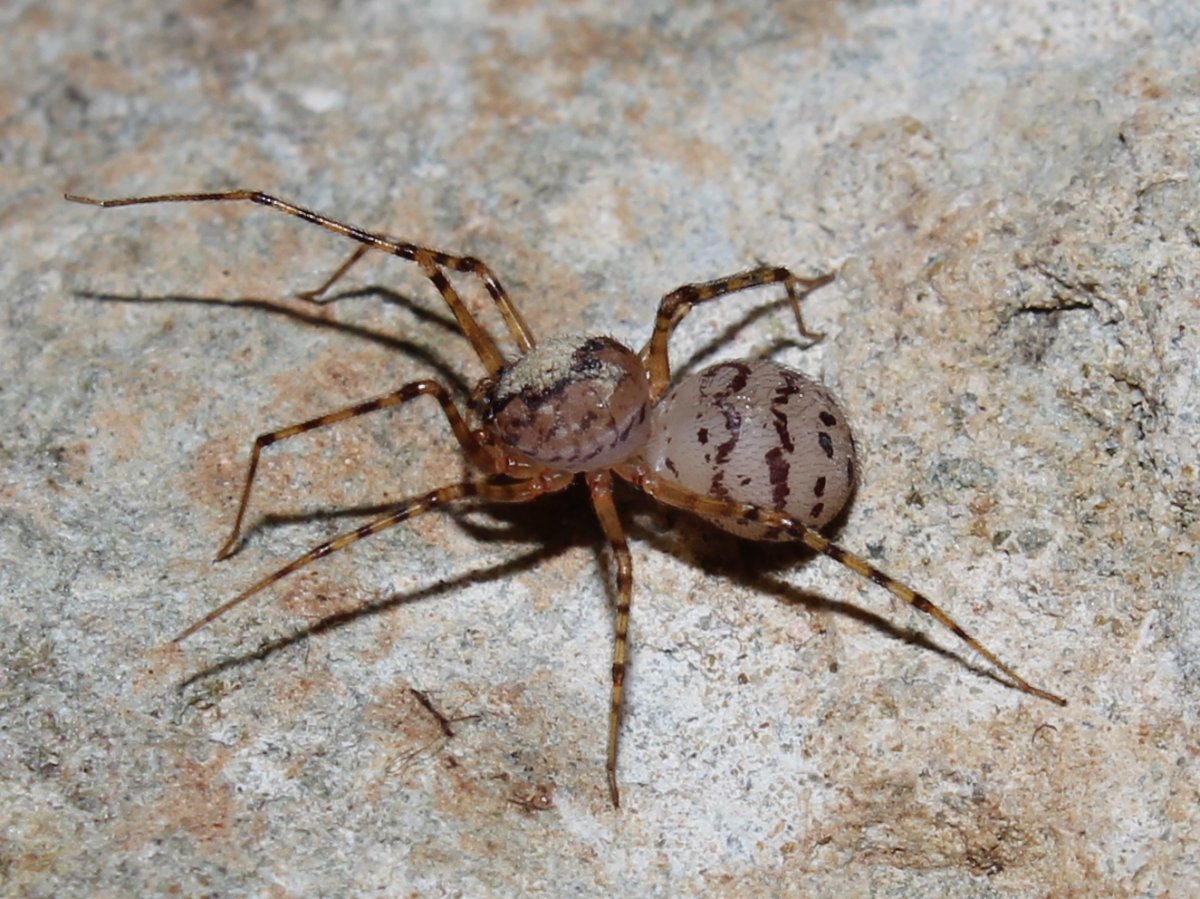 Ядовитые пауки Кипра