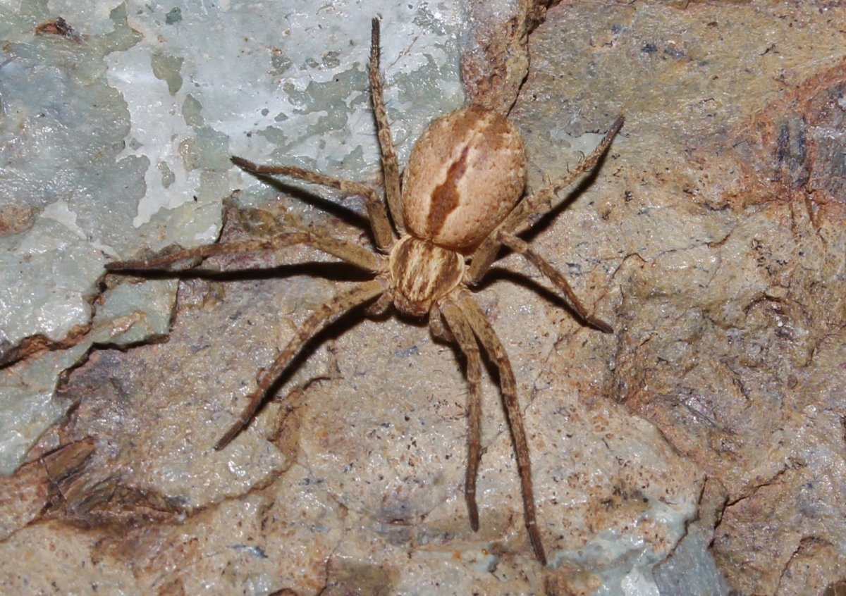 Большие пауки в Австралии