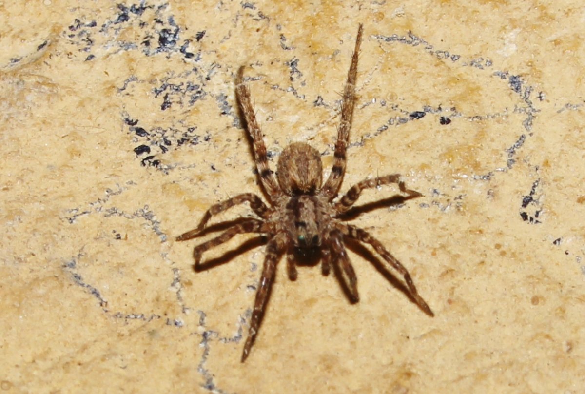 Пауки Кипра