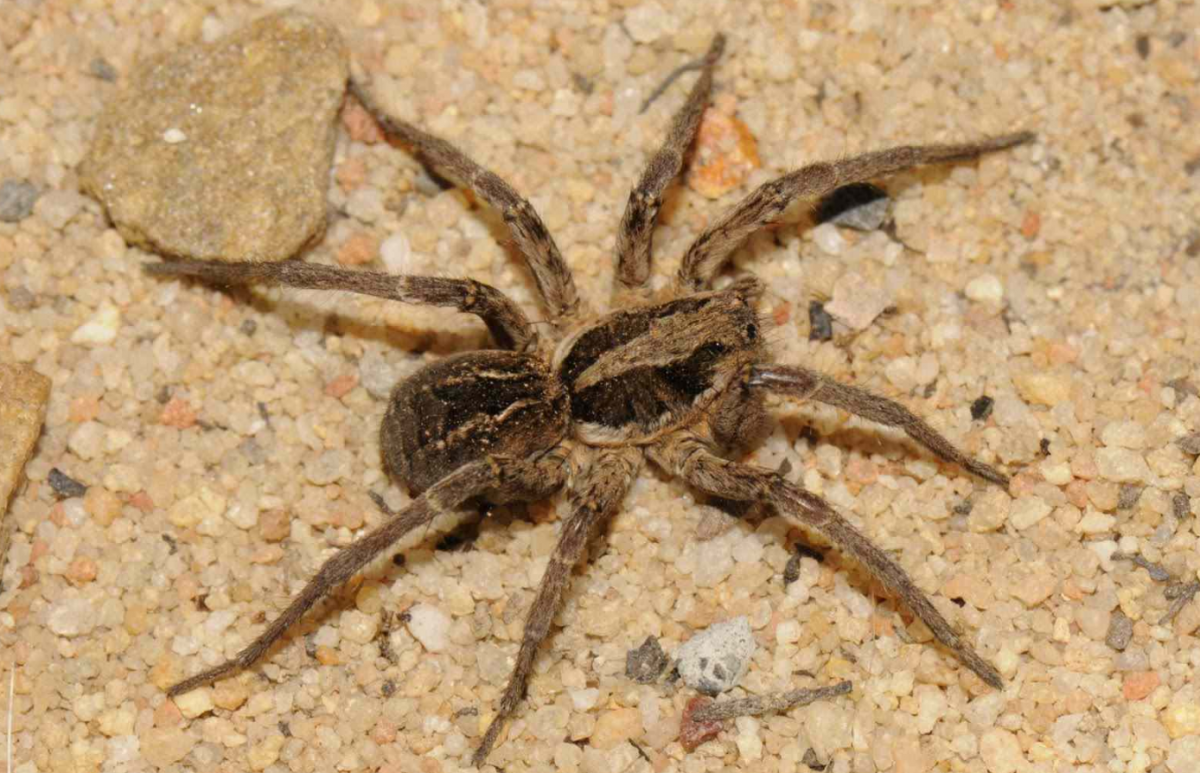 Ядовитые пауки Кипра