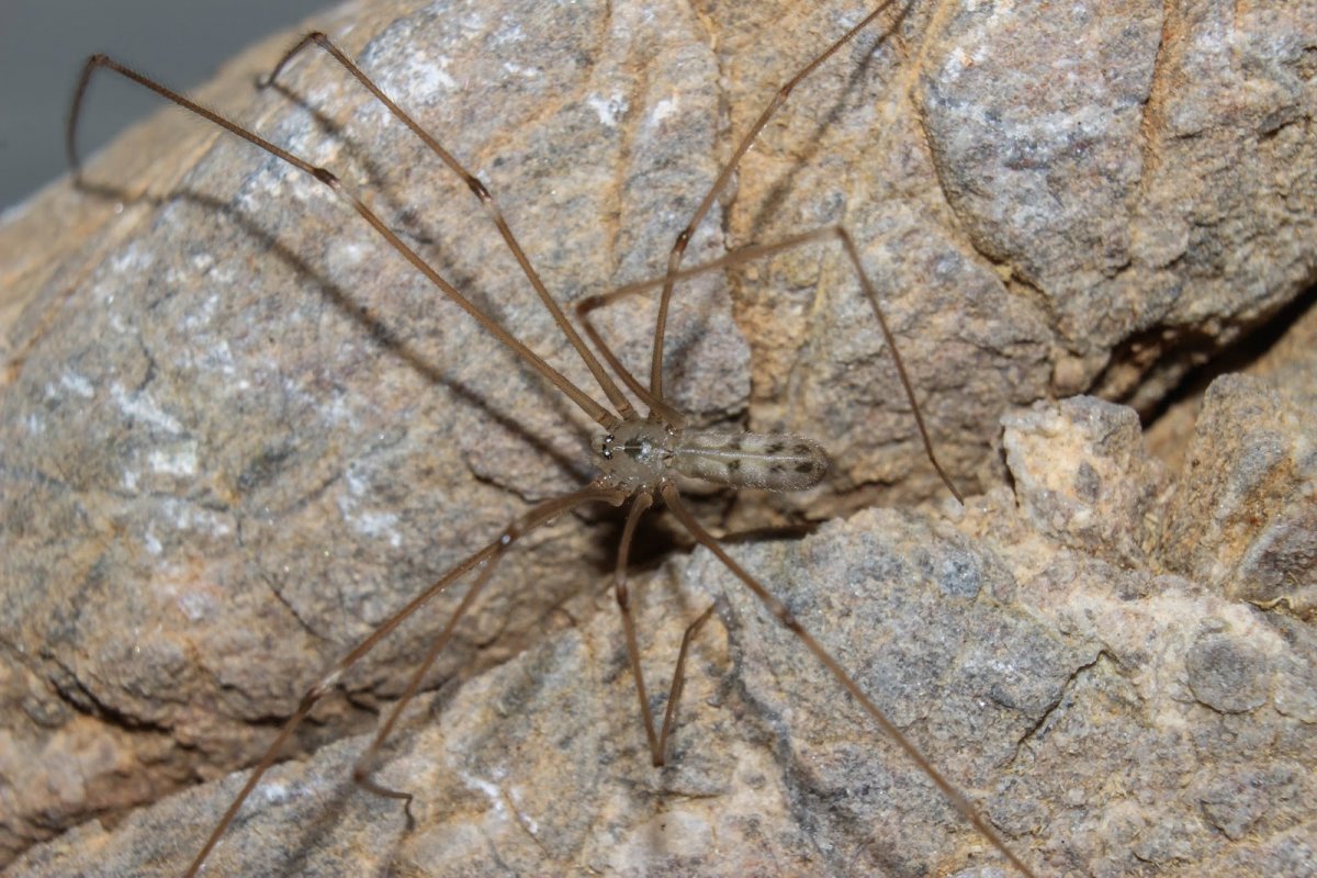 Ядовитые пауки Кипра