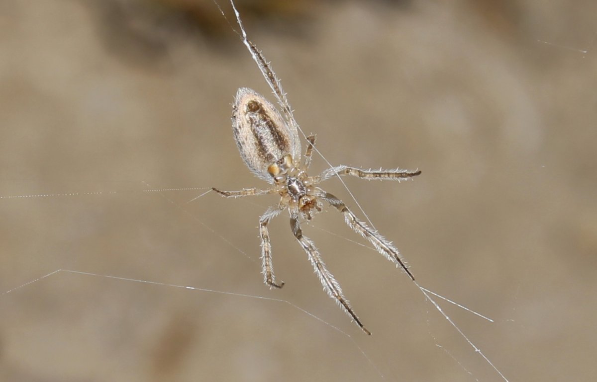 Большие пауки на Кипре