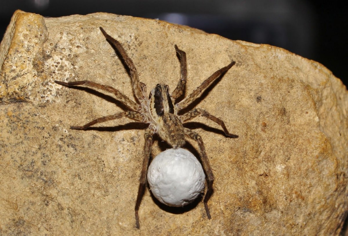 Паук Harpactira pulchripes