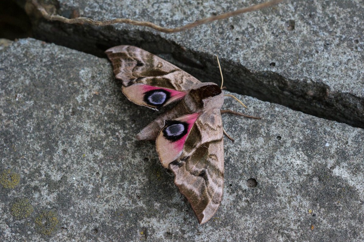 Ночная бабочка Бражник глазчатый