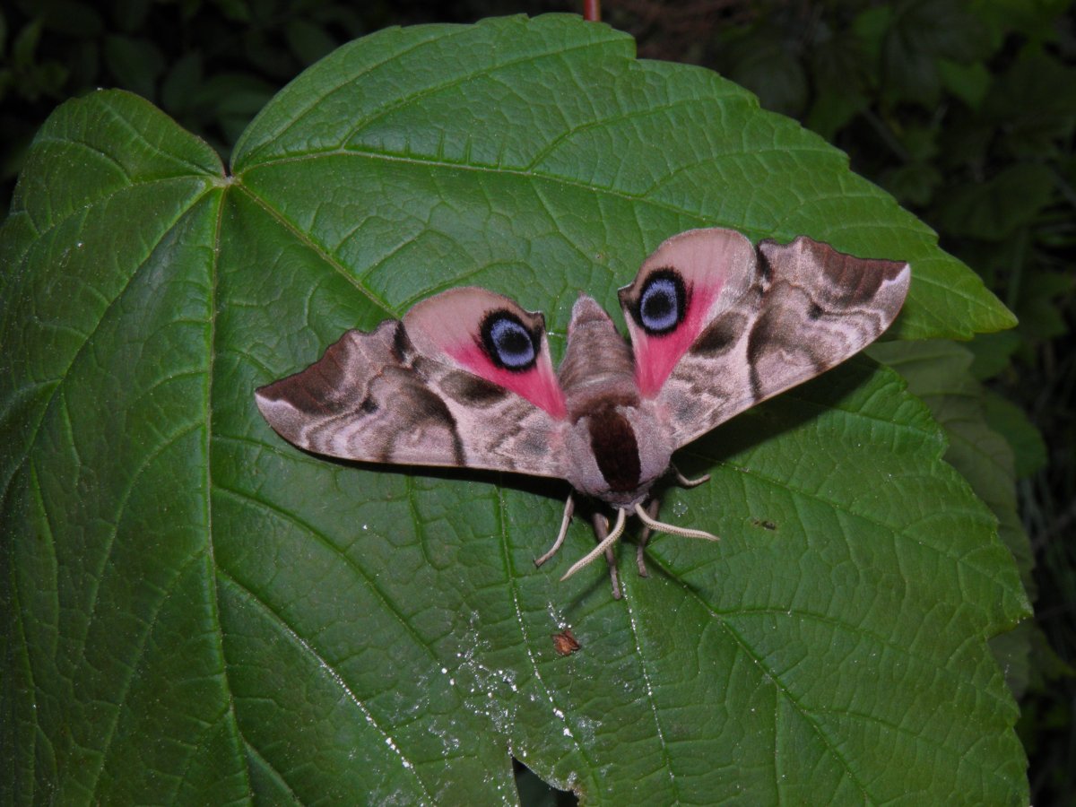 Бражник глазчатый (Smerinthus ocellatus)
