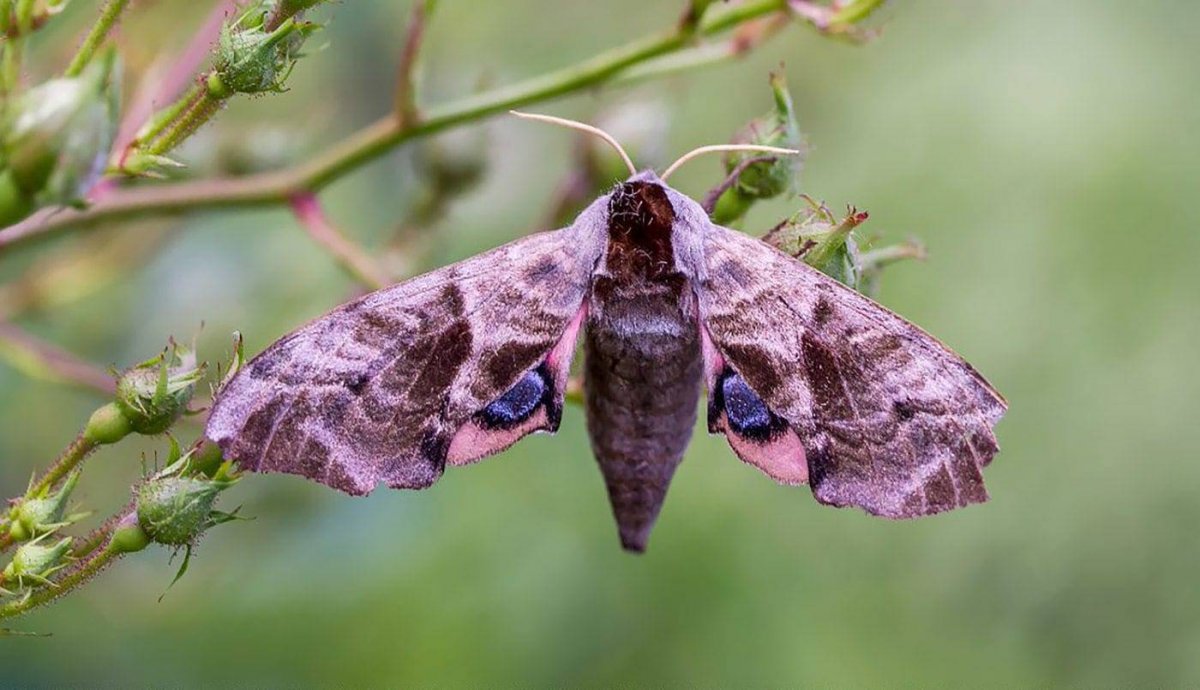 Тополевый Бражник куколка