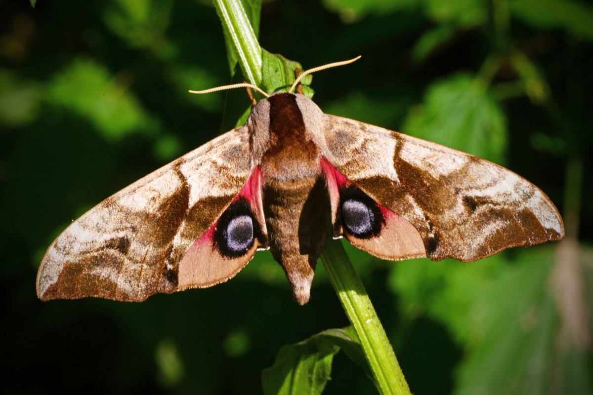 Глазчатый Бражник бабочка