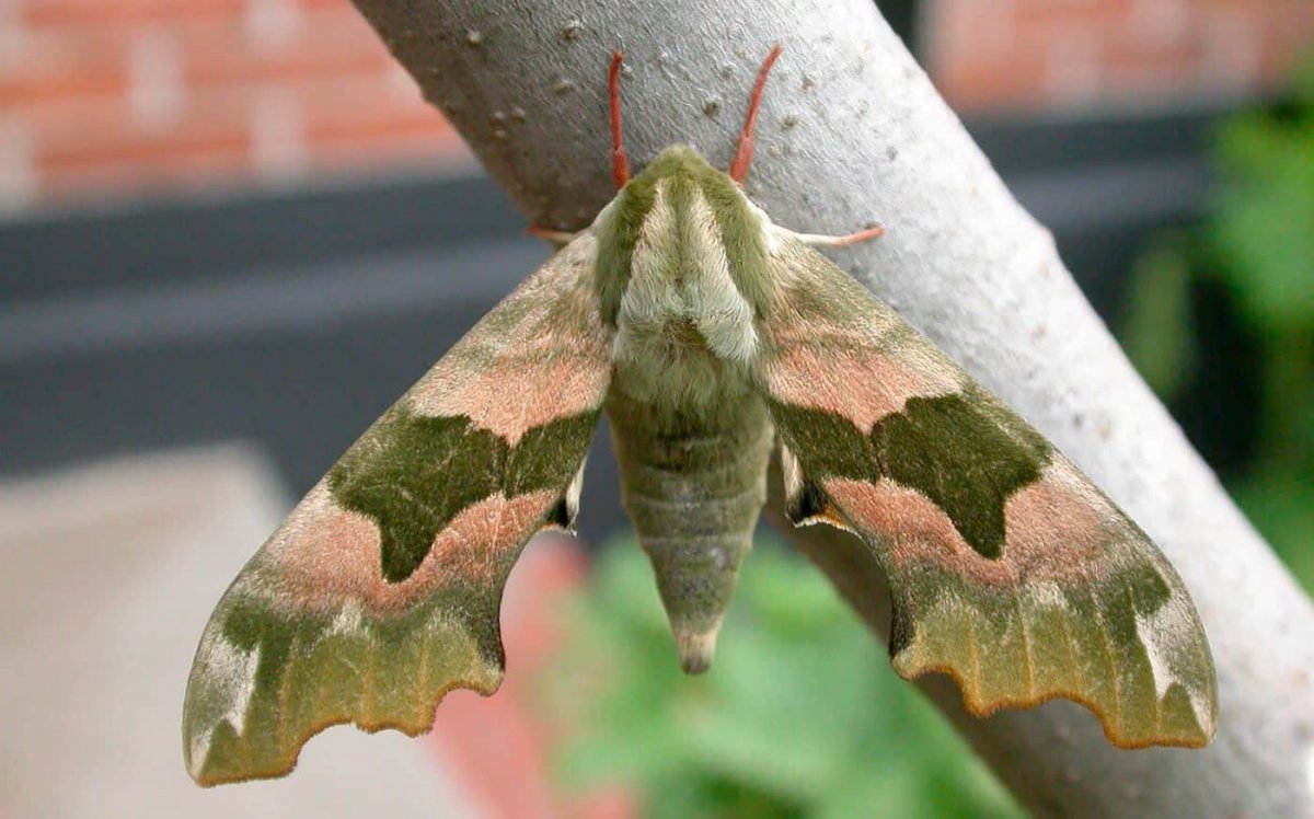 Олеандровый Бражник гусеница