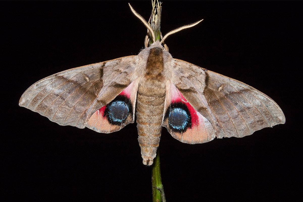 Глазчатый Бражник бабочка