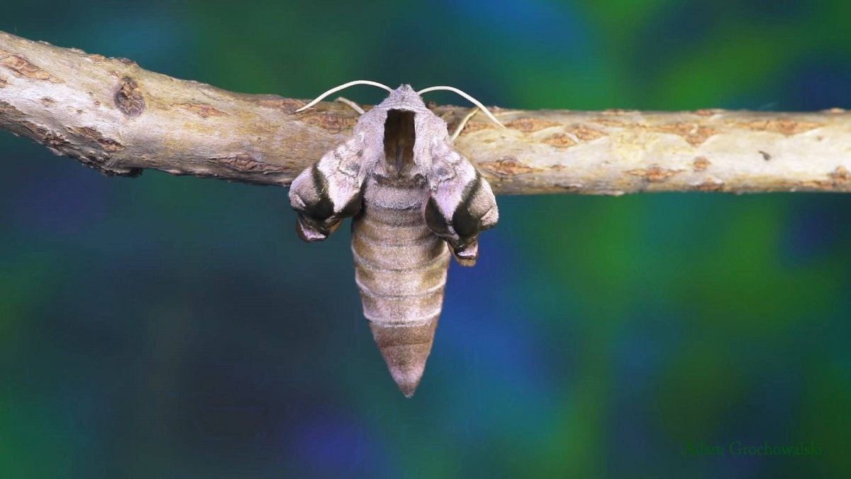 Бражник глазчатый кокон