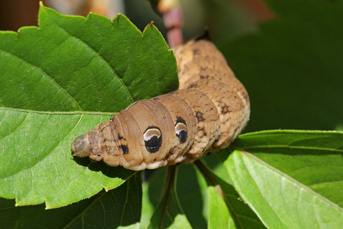 Гусеница БРАЖНИКА тополевого