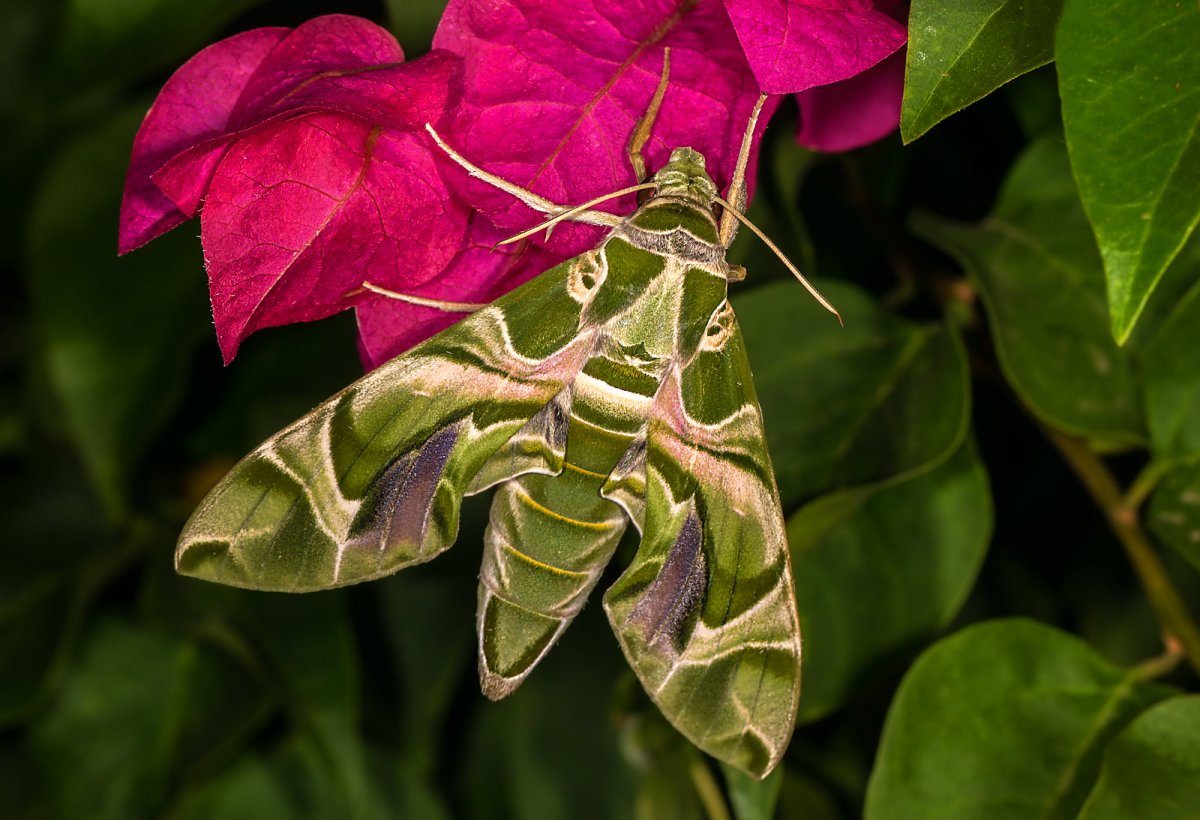 Бражник винный кокон