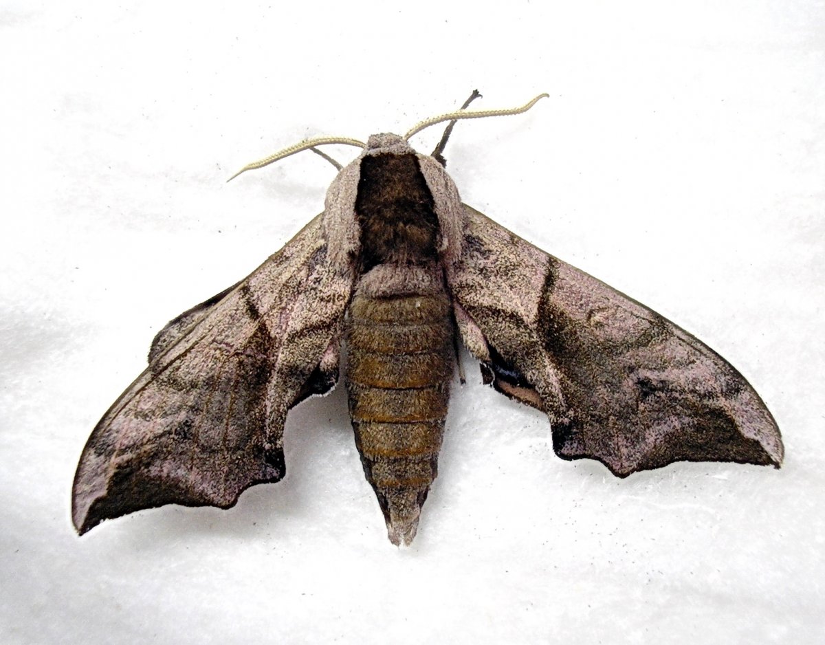 Бражник Эльпенор гусеница