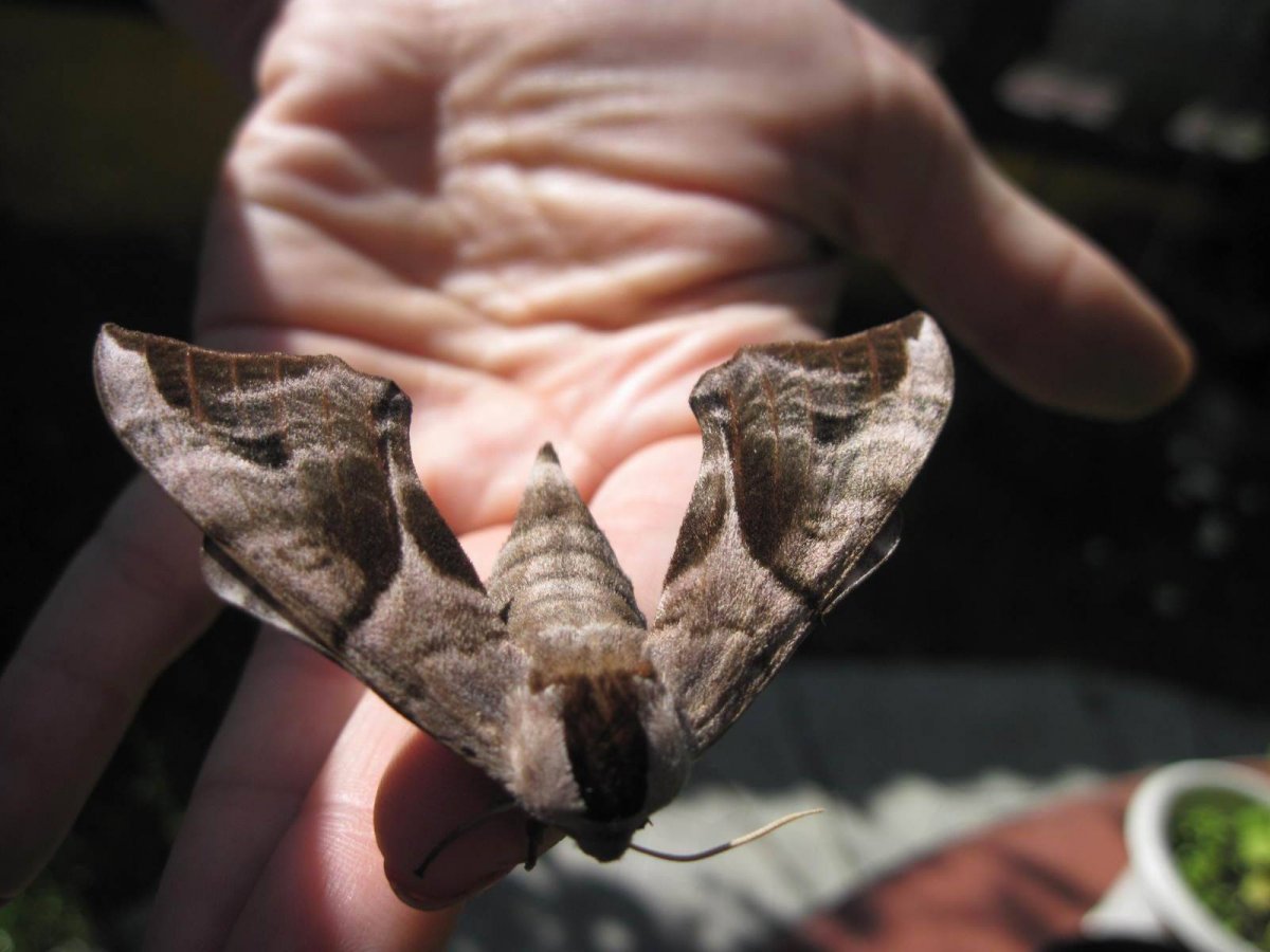 Сосновый Бражник гусеница