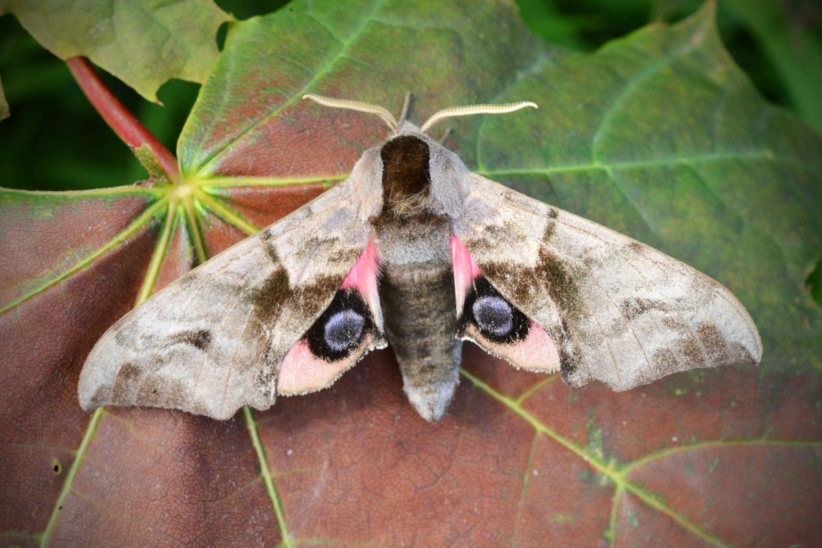 Глазчатый Бражник бабочка