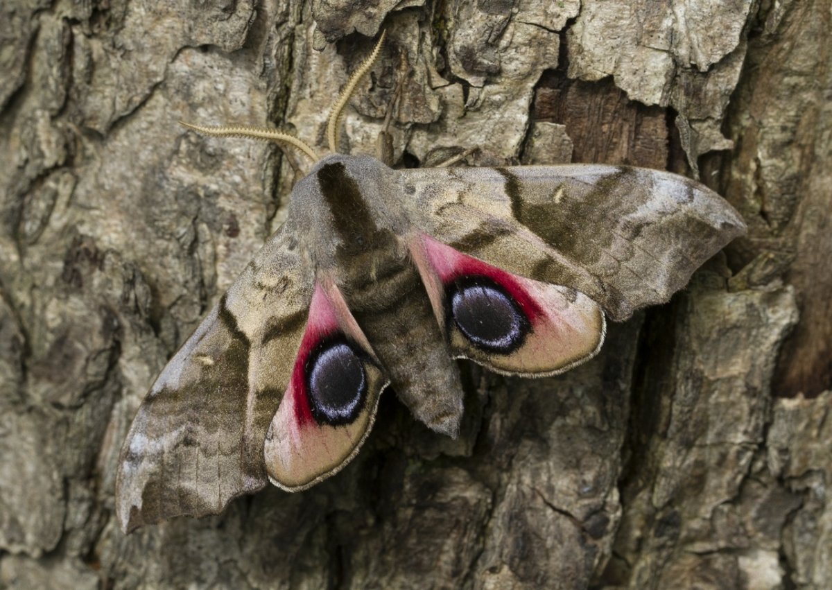 Глазчатый Бражник бабочка