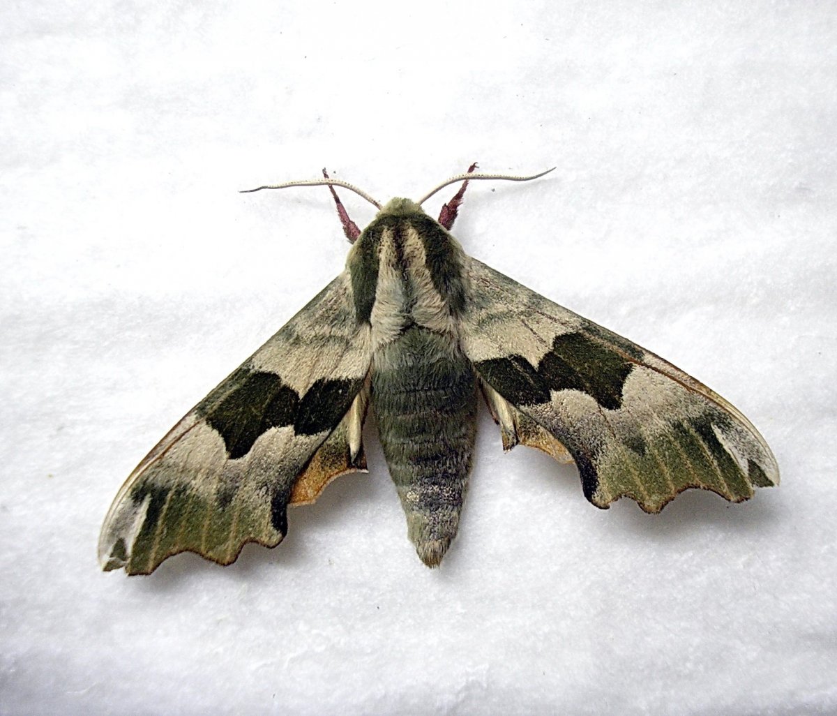 Бражник глазчатый Восточный