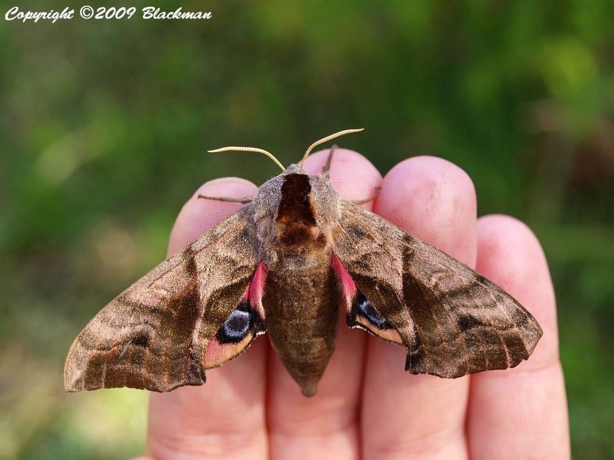 Мотыль Бражник глазчатый
