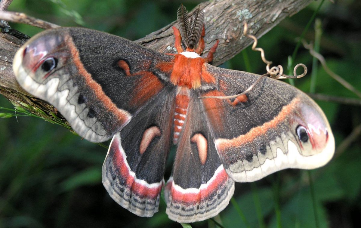 Бражник олеандровый (Daphnis nerii)