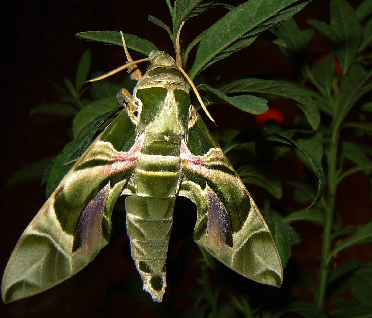 Бражник сиреневый Sphinx ligustri