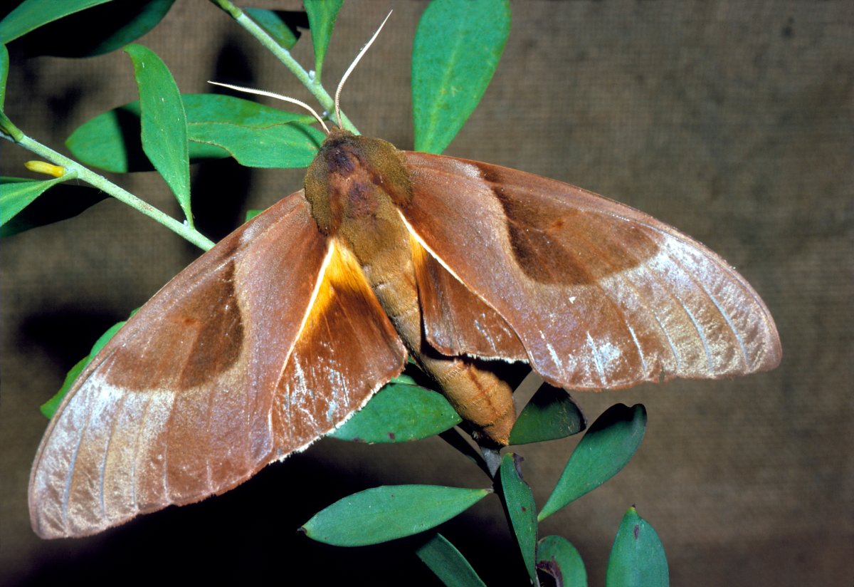 Крылья бабочки фиолетовые